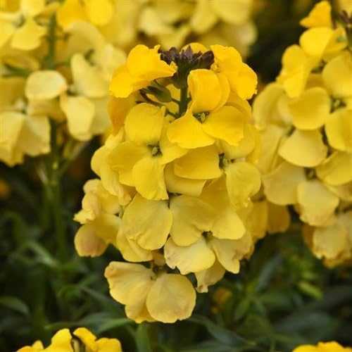 Yellow Erysimum Cheiri Flower Seeds – Heirloom Non-GMO High Germination Organic Seeds