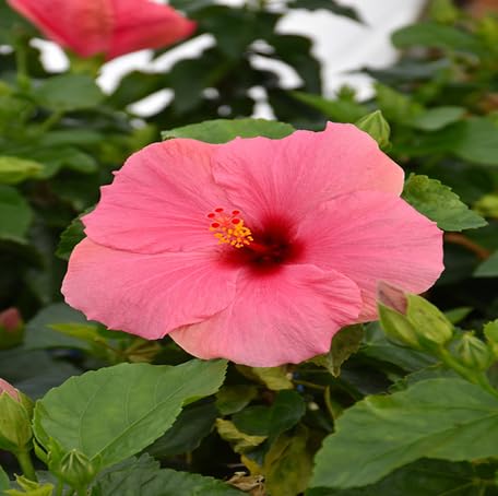 pinkhibiscusflowerheirloomnongmo flower seeds