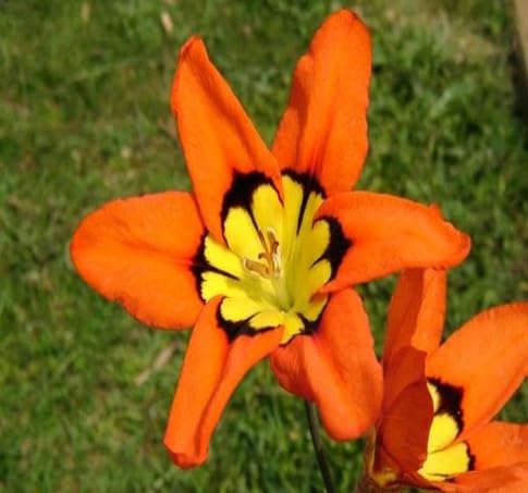Sparaxis Flower Seeds – Heirloom, Non-GMO, High Germination Organic Garden Seeds
