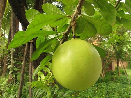 Crescentia Seeds Green Heirloom Non-GMO High Germination Organic Garden Seeds for Planting