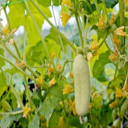 Cucumber White Seeds – Heirloom, Non-GMO, High Germination Organic Garden Seeds Planting
