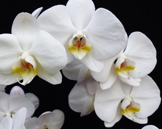 White Orchid Flower Seeds Heirloom Non-GMO High Germination Organic Garden Seeds