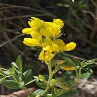 Gelbe Lathyrus Odoratus Blumensamen – Alte Sorte Gentechnikfrei Hohe Keimrate Bio-Samen