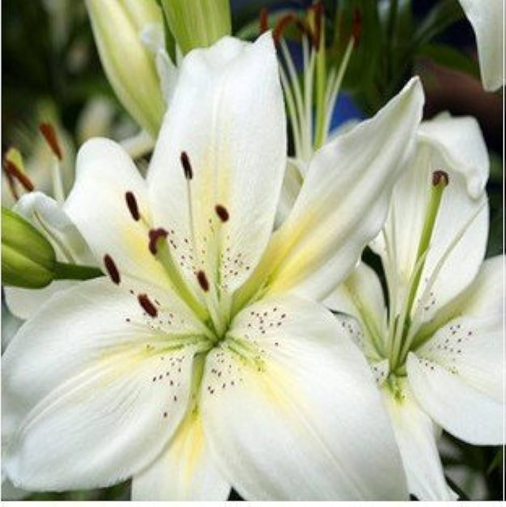 perfume lily flower seeds