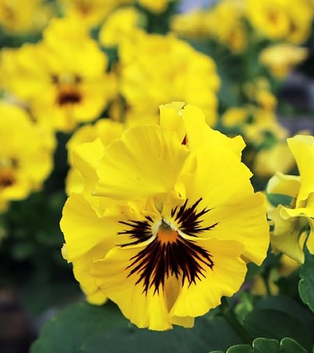 Yellow Pansy Flower Seeds – Heirloom, Non-GMO, High Germination Seeds
