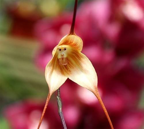 Monkey Face Orchid Flower Seeds – Heirloom, Non-GMO, High Germination Organic Garden Seeds for Planting