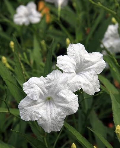 White Ruellia Tuberosa Flower Seeds Heirloom Non-GMO High Germination Organic Garden Seeds for Planting