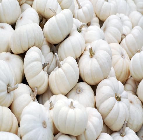 White Pumpkin Seeds – Heirloom, Non-GMO, High Germination Organic Garden Seeds Planting