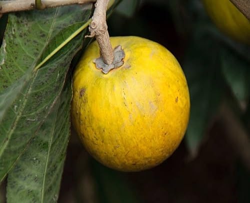 Yellow Lucuma Seeds – Heirloom, Non-GMO, High Germination Organic Garden Seeds