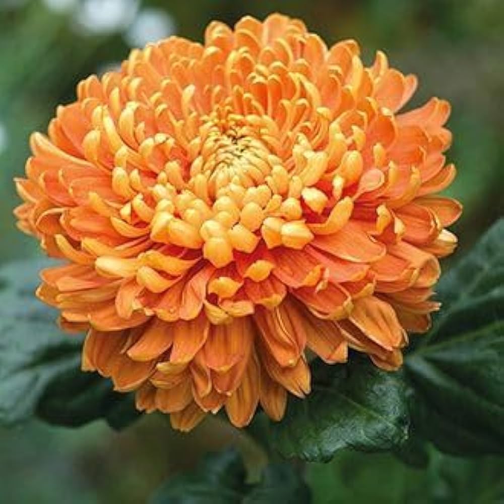 Orange Chrysanthemum Flower Seeds for Planting – Heirloom Non-GMO Organic Garden Seeds