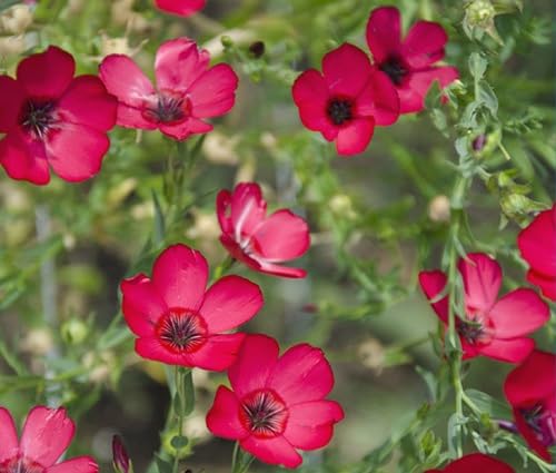 Red Linum Grandiflorum Flower Seeds for Planting – Heirloom, Non-GMO, High Germination Organic Garden Seeds