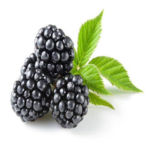 Black Blackberry Fruit Seeds – Heirloom, Non-GMO, High Germination Organic Garden Seeds