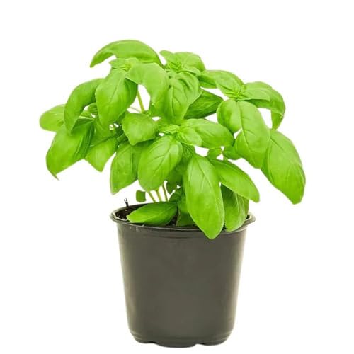 Basil Plant Seeds Green Heirloom Non-GMO High Germination Organic Garden Seeds for Planting