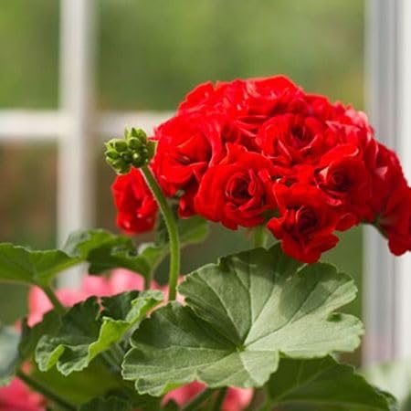 Red Rosebud Geranium Flower Seeds for Planting – Heirloom Non-GMO High Germination Organic Garden Seeds