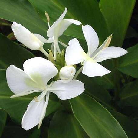 white hedychium flower seeds