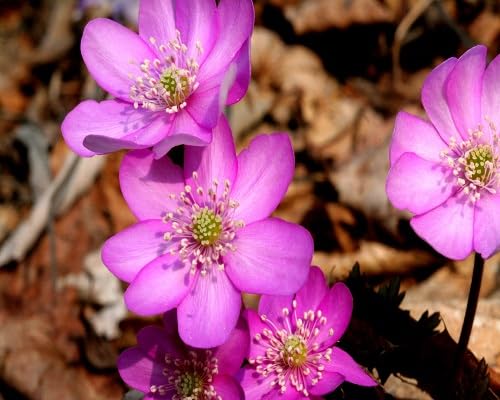 Semillas de flores hepáticas – De herencia, sin OMG, alta germinación, semillas orgánicas de jardín para plantar