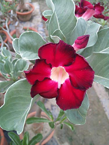 Adenium Flower Seeds Red for Planting – Heirloom Non-GMO High Germination Organic Garden Seeds