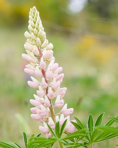 White Lupinus Flower Seeds for Planting Heirloom Non-GMO High Germination Organic Garden Seeds