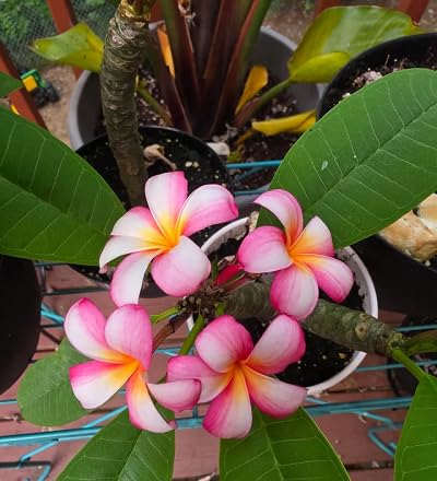 Pink Plumeria Flower Seeds for Planting – Heirloom Non-GMO High Germination Organic Garden Seeds