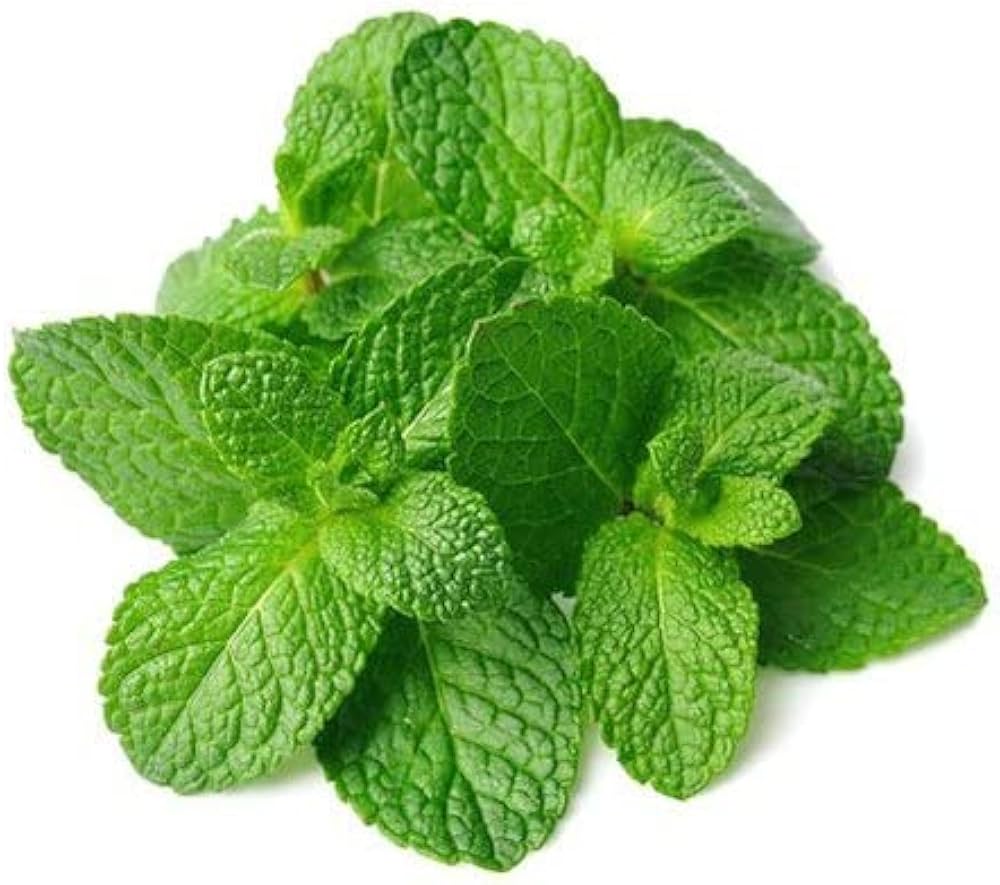 Peppermint Plant herb seeds