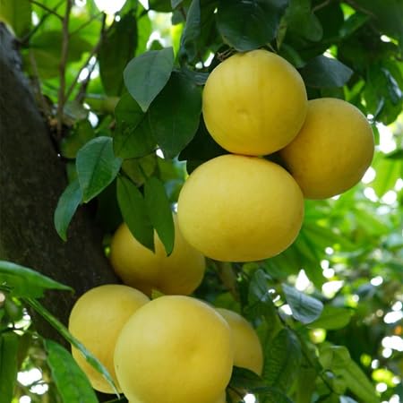 Grapefruit Seeds – Heirloom, Non-GMO, High Germination Organic Garden Seeds