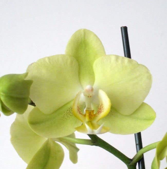Light Green Phalaenopsis Orchid Flower Seeds – Heirloom, Non-GMO, High Germination Seeds
