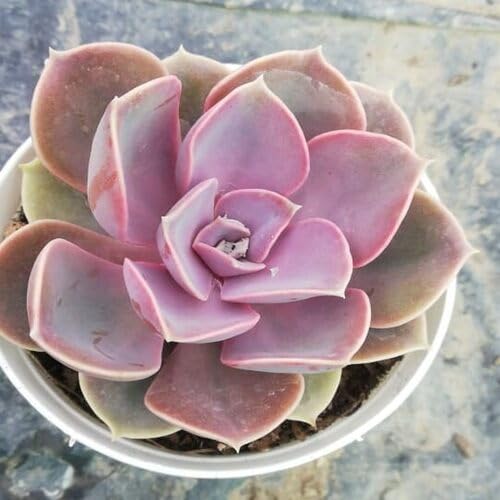 giantsucculentpinkheirloomnongmo flower seeds