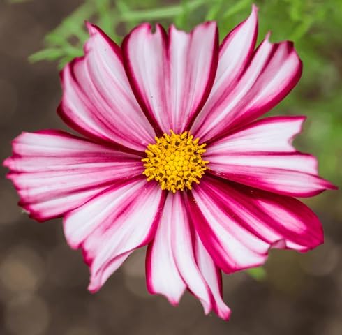 Pink White Cosmos Flower Seeds Heirloom Non-GMO High Germination Organic Garden Seeds for Planting