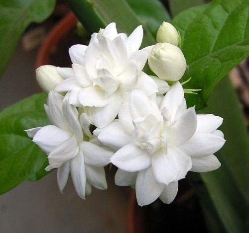 white jasmine flower heirloom non-gmo seeds