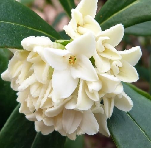 White Daphne Odora Flower Seeds Heirloom Non-GMO High Germination Organic Garden Seeds for Planting