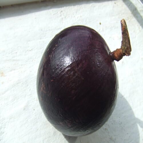 Purple Caimito Seeds – Heirloom, Non-GMO, High Germination Organic Garden Seeds