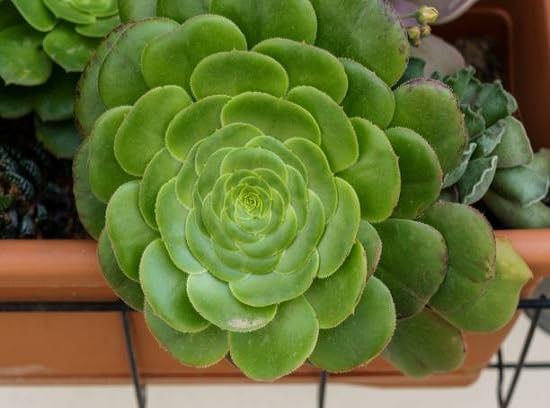 Tabuliforme Flower Seeds Heirloom Non-GMO High Germination Organic Garden Seeds for Planting
