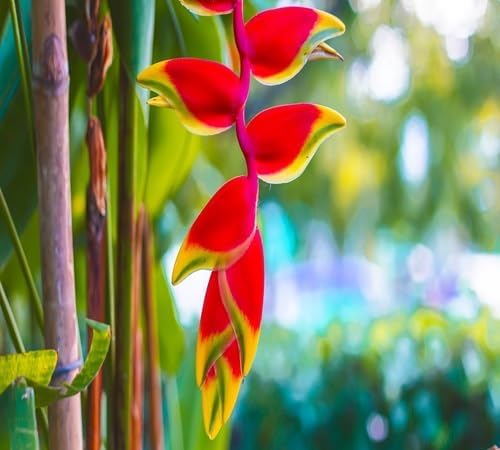 Heliconia Flower Seeds – Heirloom, Non-GMO, High Germination Organic Garden Seeds for Planting