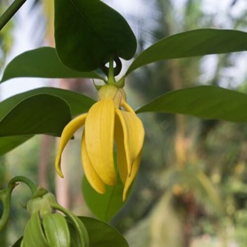 Yellow Cananga Odorata Flower Seeds – Heirloom, Non-GMO, High Germination Organic Seeds