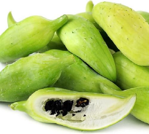 Achocha Seeds – Heirloom, Non-GMO, High Germination Organic Garden Seeds Planting