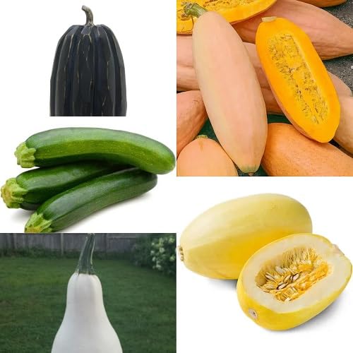 Mixed Squash Seeds – Heirloom, Non-GMO, High Germination Organic Garden Seeds Planting