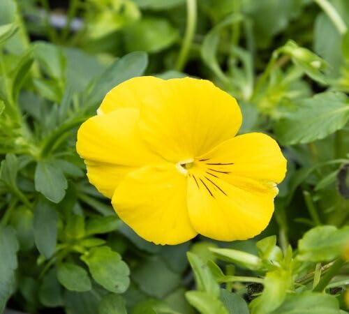 Yellow Pansy Flower Seeds – Heirloom, Non-GMO, High Germination Seeds