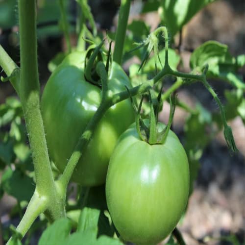 Grüne Tomatensamen – Alte Sorte, gentechnikfrei, keimstark, Bio-Gartensamen zum Anpflanzen