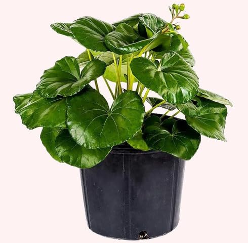 green farfugium flower seeds