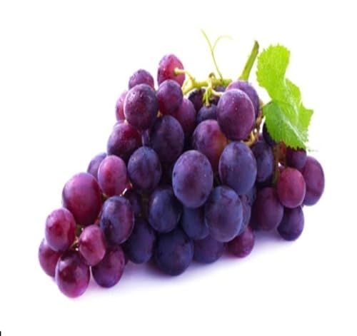 Purple Grapes Seeds – Heirloom, Non-GMO, High Germination Organic Garden Seeds