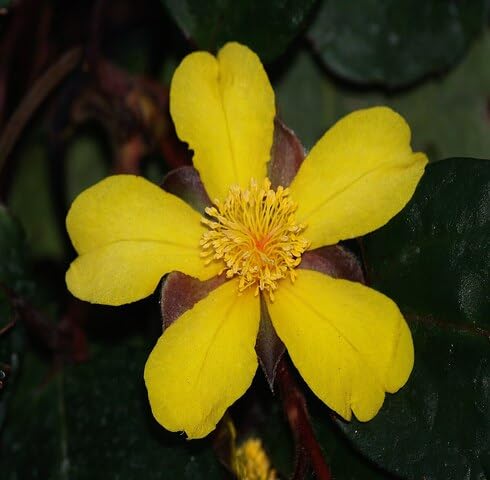 Yellow Guinea Flower Seeds – Heirloom, Non-GMO, High Germination Seeds