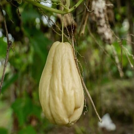 Chayote White Seeds – Heirloom, Non-GMO, High Germination Organic Garden Seeds Planting