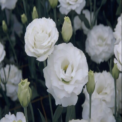 white lisianthus flower seeds