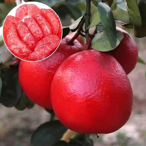 Red Pomelo Citrus Seeds – Heirloom, Non-GMO, High Germination Organic Garden Seeds