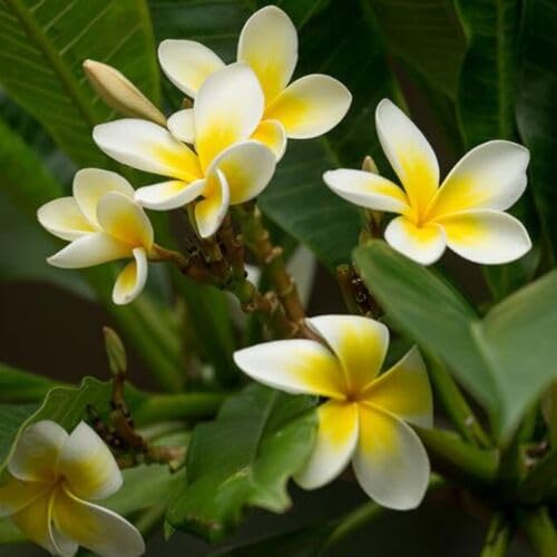Plumeria Flower Seeds White Yellow – Heirloom Non-GMO High Germination Organic Garden Seeds for Planting Seeds for Planting