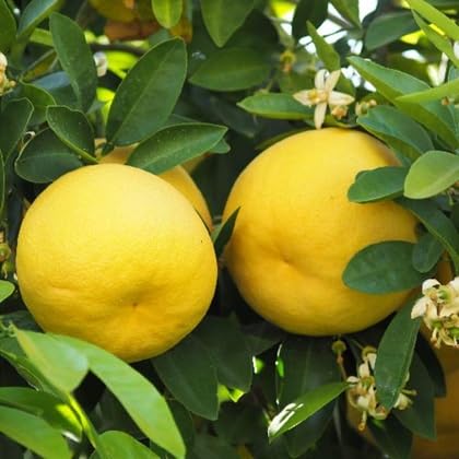 Grapefruit Seeds – Heirloom, Non-GMO, High Germination Organic Garden Seeds