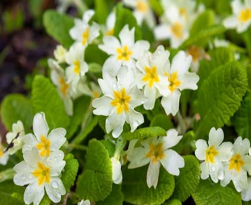 white primula flower heirloom non-gmo seeds