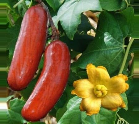 Sicana Seeds – Heirloom, Non-GMO, High Germination Organic Garden Seeds