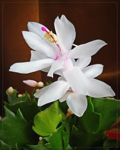 White Schlumbera Flower Seeds for Planting – Heirloom, Non-GMO, High Germination Organic Garden Seeds