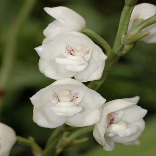 White Peristeria Flower Seeds for Planting – Heirloom, Non-GMO, High Germination